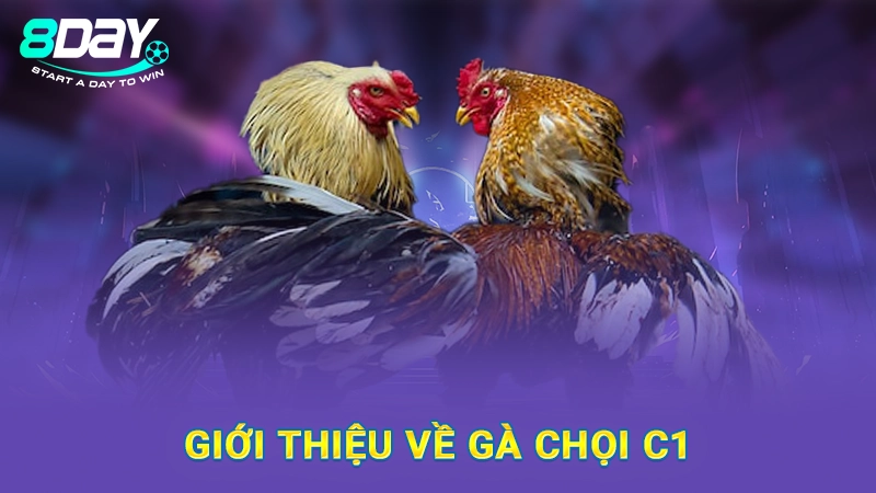Giới thiệu về gà chọi C1