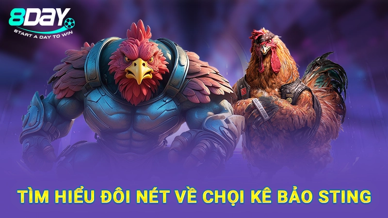 Tìm hiểu đôi nét về chọi kê Bảo Sting